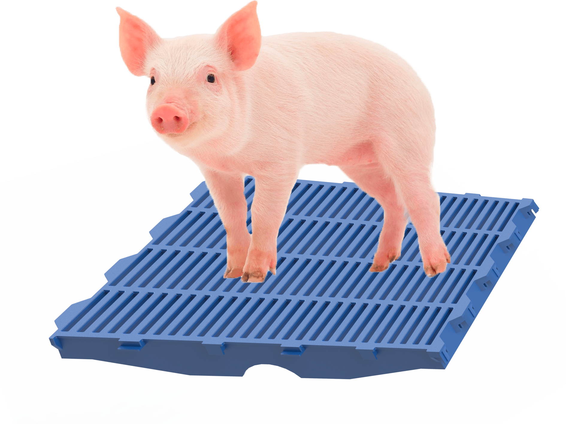 Slat porcícola de plástico